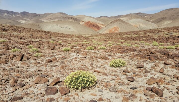 Литиевый проект в Неваде: экологи оспорили решение суда в пользу ioneer